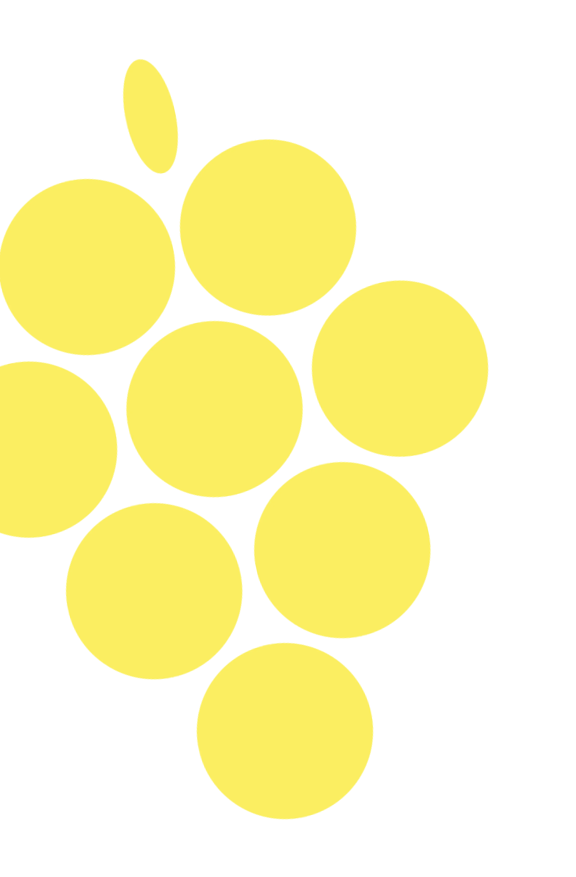 Grappes de raisin bio d'Anjou